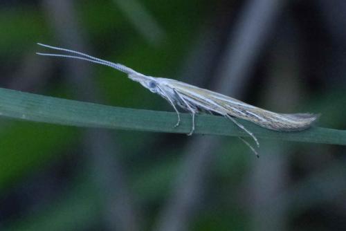 Coleophora sp.